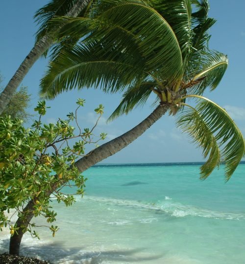 palma, maldives, nature, beach
