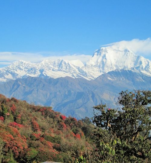 himalaya, nepal, himalayas, nature, millennial rose, himalaya, himalaya, himalaya, himalaya, himalaya, nepal, nepal, nepal, himalayas, himalayas, himalayas