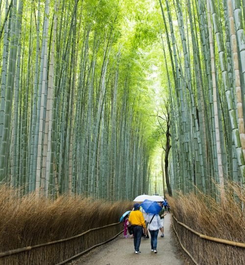 arashiyama bamboo grove, bamboo, travel destinations, japan, japanese, kyoto, asia, nature, grove, green, forest, garden, environment, tree, landmark, zen, growth, famous, natural, plant, travel, road, wood, attraction, landscape, fence, path, sagano, culture, foliage, walkway, peaceful, street, trail, leaf, grass, green road, green street, green peace, green culture