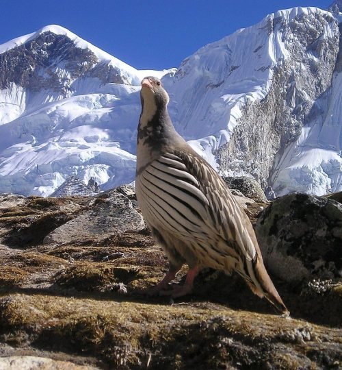 nepal, himalaya, bird, nature, wilderness