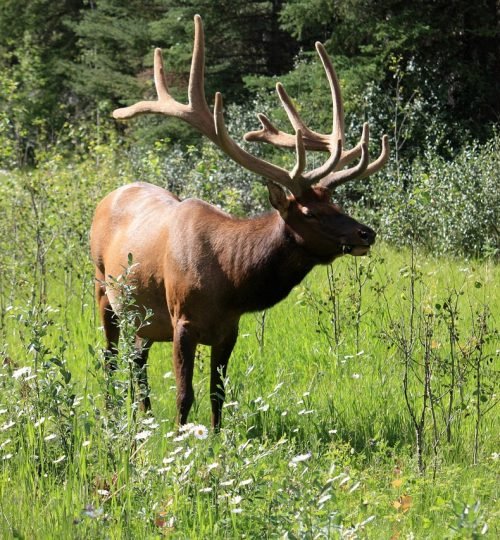 moose, deer, wapiti, wapiti deer, banff, national park, banff national park, canada, west canada, moose, moose, moose, moose, moose, banff