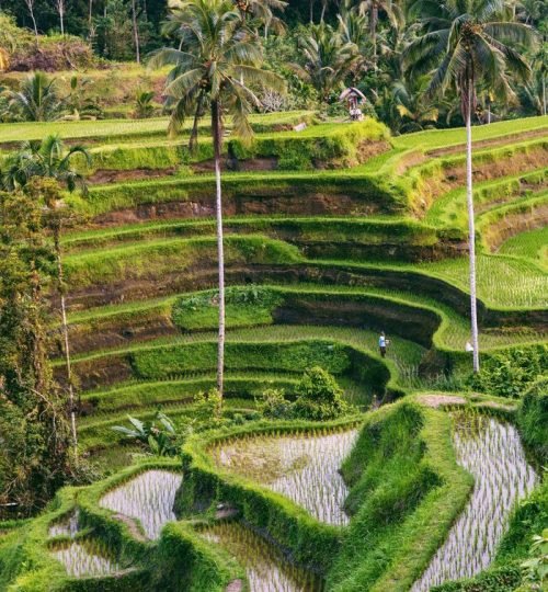 Stunning aerial view of terraced rice fields surrounded by palm trees in Bali, Indonesia.